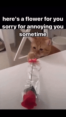 Sorry Cat GIF