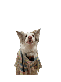 Matetskitchen dog puppy dc woody Sticker