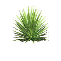Agave Mezcalconvite Sticker by Convite Mezcal
