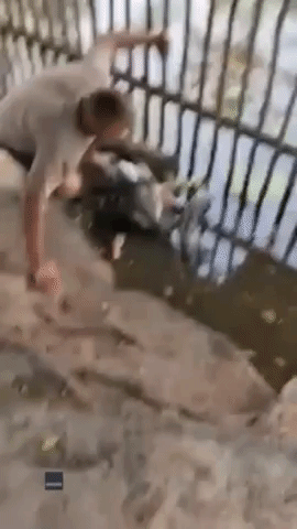 Man Saves Goose From Python's Coils in South Africa