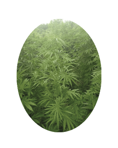 Horse Cannabis Sticker by SandraFencl