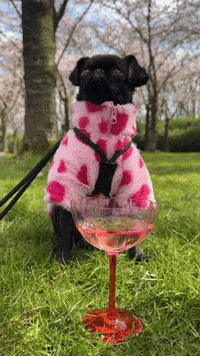 ouionestudio cheers picnic cherry blossoms brussels griffon GIF