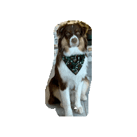 Hund Aussie Sticker by Pawcordbyfranzi