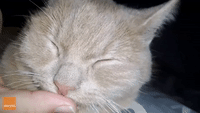 Rescued Cat Sweetly Suckles Thumb of His New Owner