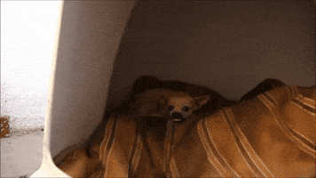 Dog Teeth GIF
