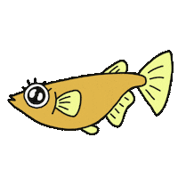 Fish Killifish Sticker