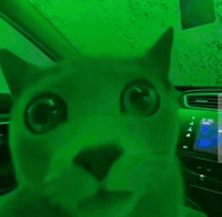 Green Cat GIF