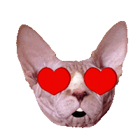 Sphynx Cat Love Sticker