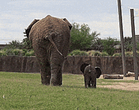 baby elephant GIF