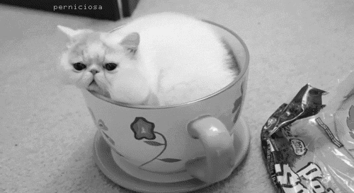 cat neko GIF
