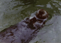 Hungry Nom Nom GIF by US National Archives