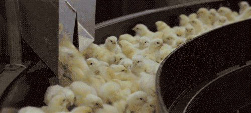 gh 850 GIF