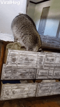 Raccoon Nestles in for a Nap