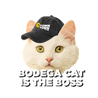 ctownsupermarkets cat bodega cat ctown ctown supermarkets Sticker