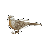 Dove Sticker