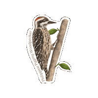Woodpecker Sticker