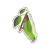 Birds Sticker