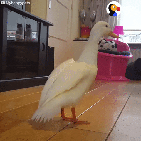 duck GIF by The Dodo