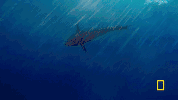wicked tuna GIF by National Geographic Channel