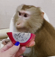 Monkey Lola GIF