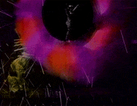 the golden beetle le scarabã©e d'or GIF by Maudit