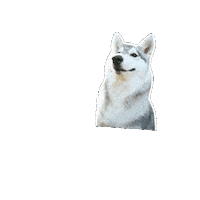 Siberianhusky Sticker by mrackova.foto