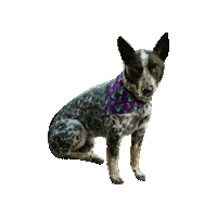 Cattle Dog Loki Sticker by Geekster Pets