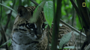 Nat Geo Jungle GIF by National Geographic Channel