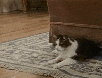 i just want to pet you come back GIF by MANGOTEETH