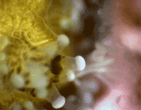 coral reef water GIF by University of California