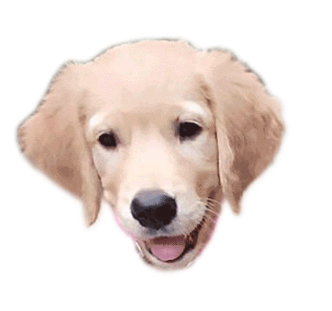 Bella Goldenretriver Sticker by DopeDog