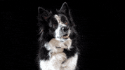 Dogs Stripping GIF by Artero Professional Line