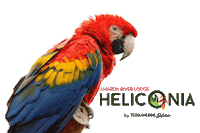 Jungle Selva Sticker by terraverdehotels