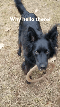 Nikola_Coin why hello there GIF