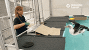 laysan albatross bird GIF by Monterey Bay Aquarium