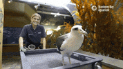 laysan albatross bird GIF by Monterey Bay Aquarium
