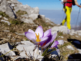 Flower Sea GIF by direzioneverticale.it