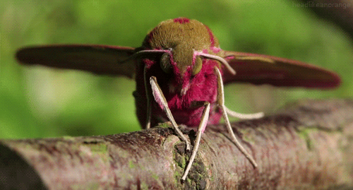 elephant hawk-moth insect GIF by Head Like an Orange