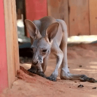 Kangaroo Joey Disgusted After Swallowing Dirt