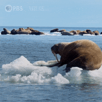 Explore Climate Change GIF by Nature on PBS