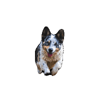 Dog Carl Sticker by Riley Green