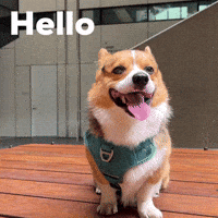 Corgi Hello GIF