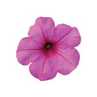 ballhort garden bloom pink flower petunia Sticker