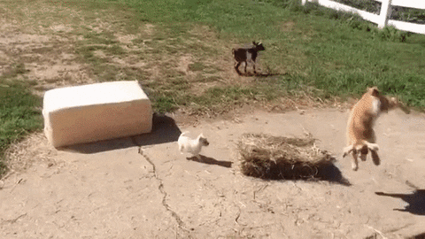 GIF by Random Goat