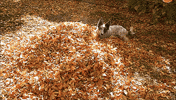 Celebration Autumn GIF