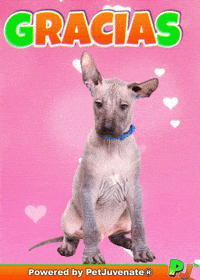 PetJuvenate petjuvenate henlo hooman fren love rescue dogs treatos and woofer for pupper GIF