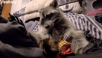 Cute Raccoon Enjoying a Crunchy Snack