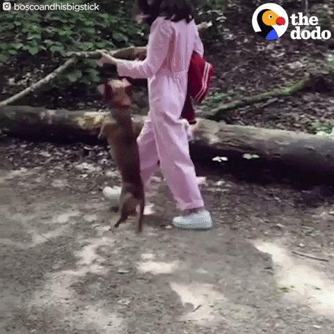 Dog Cute Dogs GIF by The Dodo