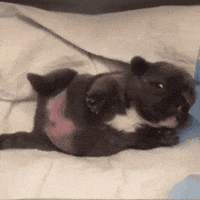 Pibble GIF