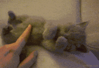 Cat Kitten GIF